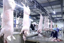 Một số công ty phá giá thịt lợn cam kết