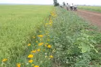 Trị sâu hại không cần thuốc hóa học