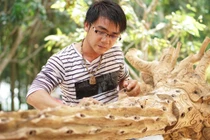 Trồng dó bầu lấy trầm hương