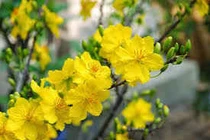 Chữa ho bằng hoa