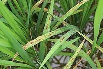 Cao chiết rễ cây hoàng cầm diệt vi khuẩn gây bệnh