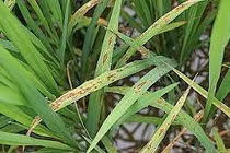 Cao chiết rễ cây hoàng cầm diệt vi khuẩn gây bệnh