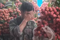 'Không có chuyện vải Bắc Giang bị ép giá 2.000 đồng/kg'