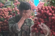 'Không có chuyện vải Bắc Giang bị ép giá 2.000 đồng/kg'