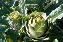 Atiso bổ dưỡng nhưng dùng có liều lượng