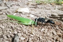  Tò vò phòng trừ sâu hại