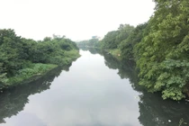 Ô nhiễm kim loại nặng tích tụ trong cá ở sông Đáy - Nhuệ