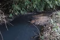 Styren hầu như không có trong dầu thải