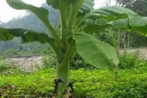 Giấy từ cây chuối và cây dướng