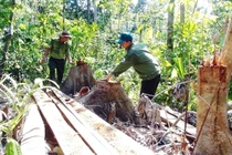 Gần 1.500ha rừng bị thiệt hại trong năm 2020