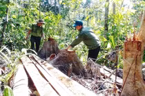 Gần 1.500ha rừng bị thiệt hại trong năm 2020