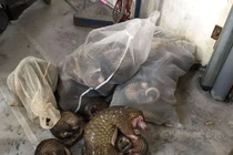 Mức án cao nhất từ trước đến nay cho đối tượng nuôi nhốt trái phép 145 động vật hoang dã