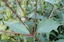 7 loại nước thuốc uống trị bệnh