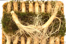 Hai bài thuốc tâm đắc của Hải Thượng Lãn Ông 