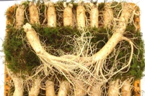 Hai bài thuốc tâm đắc của Hải Thượng Lãn Ông 