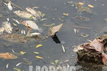 Nước sông Tô Lịch đen trở lại, xuất hiện cá chết trắng nổi lềnh bềnh