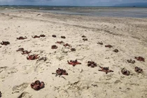 Chụp ảnh sống ảo giết chết sao biển