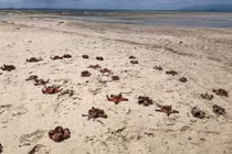 Chụp ảnh sống ảo giết chết sao biển