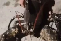 Tôm hùm dài 1,2 mét có cặp càng ngoại cỡ