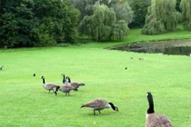 Brussels – “Rừng trong thành phố”