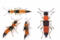 Dùng ánh sáng đỏ chặn kiến ba khoang