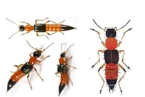 Dùng ánh sáng đỏ chặn kiến ba khoang