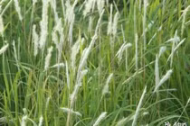 Làm mát gan cho người mắc bệnh mãn tính