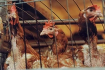 Phát hiện ca nhiễm cúm gia cầm H5N8 đầu tiên ở người
