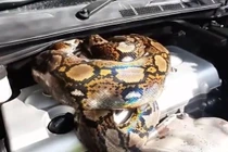 Video: Hoảng hốt khi thấy con trăn dài gần 4m cuộn tròn trong lốc máy