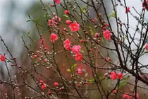  Đốt cành đào đúng cách