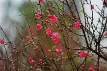  Đốt cành đào đúng cách