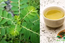 Cách sắc diệp hạ châu chữa viêm gan B