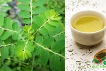 Cách sắc diệp hạ châu chữa viêm gan B