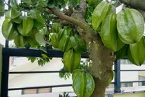 Trồng cây ăn quả trong nhà phố