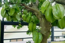 Trồng cây ăn quả trong nhà phố