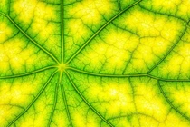 Quang hợp nhân tạo hứa hẹn nguồn năng lượng sạch, bền vững