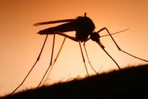 Phòng ngừa muỗi gây bệnh sốt xuất huyết