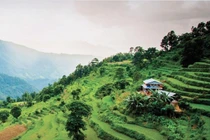 Khởi động Thập kỷ phục hồi Hệ sinh thái: Liên Hợp Quốc (LHQ) kêu gọi phục hồi 1 tỷ ha đất.