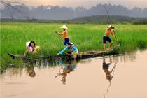 Nguồn gene cực quý từ cây lúa ma