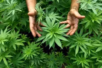 Đất trồng quyết định thành phần quả