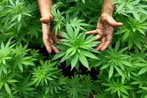 Đất trồng quyết định thành phần quả