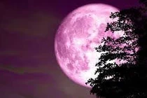 Giải mã hiện tượng trăng hồng