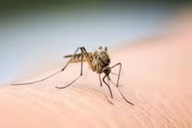 Phát hiện cách ngăn chặn nguy cơ lây truyền sốt xuất huyết 