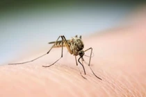 Phát hiện cách ngăn chặn nguy cơ lây truyền sốt xuất huyết 
