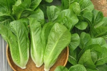 Rau cằn, có vết sâu cắn chưa chắc đã phải rau sạch