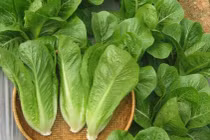 Rau cằn, có vết sâu cắn chưa chắc đã phải rau sạch