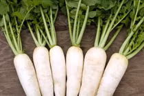 Củ cải trắng bổ dưỡng và trị được nhiều bệnh