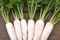 Củ cải trắng bổ dưỡng và trị được nhiều bệnh