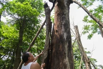Cảnh chết mòn của hàng cây cổ thụ bị di dời để thi công metro Nhổn - Ga Hà Nội