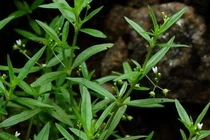  Cây lưỡi rắn chữa nhiệt miệng